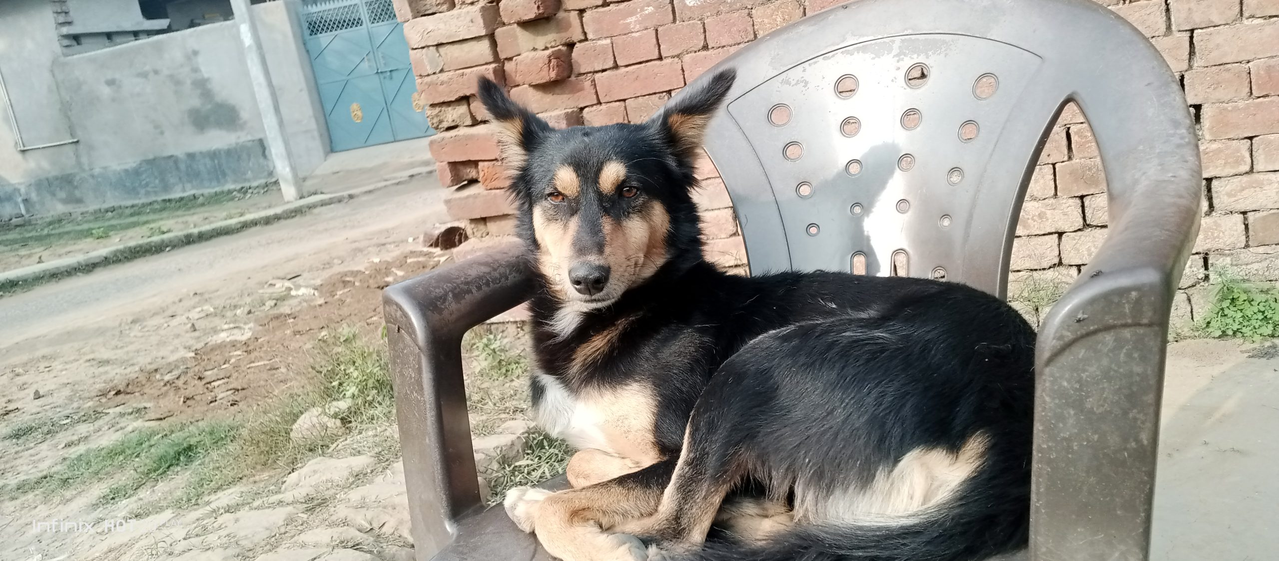 Dog sitting on chair